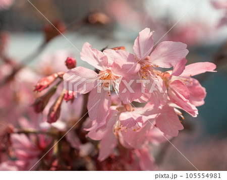 桜 さくら サクラ 105554981