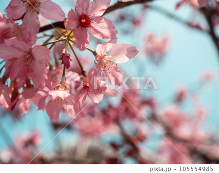 桜 さくら サクラ 105554985
