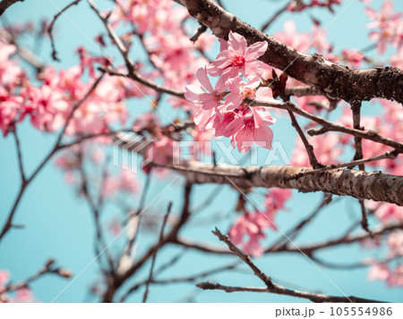桜 さくら サクラ 105554986
