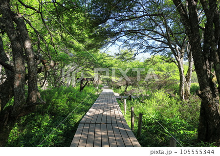 夏の奥日光戦場ヶ原／栃木県日光市 105555344