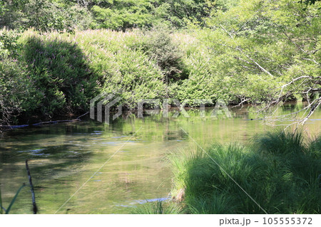 奥日光戦場ヶ原を流れる湯川／栃木県日光市 105555372
