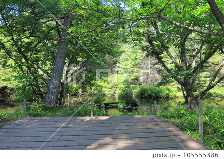 奥日光戦場ヶ原を流れる湯川/栃木県日光市 奥日光戦場ヶ原を流れる湯川/栃木県日光市 105555386