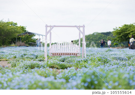 ネモフィラの花畑とカップルベンチ 105555614