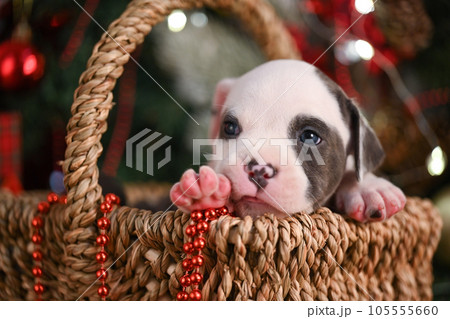 American Staffordshire Terrier Puppy in a basket 105555660