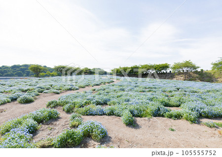 ネモフィラの花畑 105555752