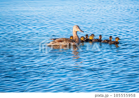 A family of ducks, a duck and its little ducklings are swimming in the water. The duck takes care of its newborn ducklings. Mallard, lat. Anas platyrhynchos 105555958