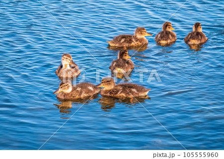 Cute little duckling swimming alone in a lake or river with calm water Cute little duckling swimming alone in a lake or river with calm water 105555960