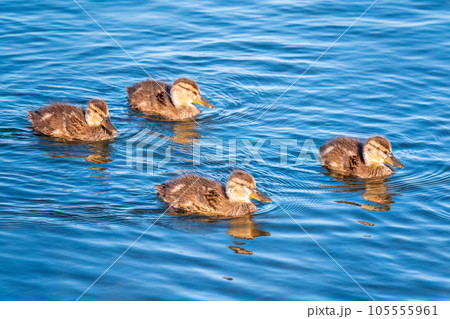 Cute little duckling swimming alone in a lake or river with calm water 105555961