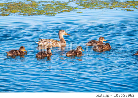 A family of ducks, a duck and its little ducklings are swimming in the water. The duck takes care of its newborn ducklings. Mallard, lat. Anas platyrhynchos A family of ducks, a duck and its little ducklings are swimming in the water. The duck takes care of its newborn ducklings. Mallard, lat. Anas platyrhynchos 105555962