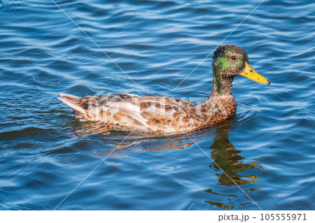 Duck swims in the pond. Mallard, lat. Anas platyrhynchos, male Duck swims in the pond. Mallard, lat. Anas platyrhynchos, male 105555971
