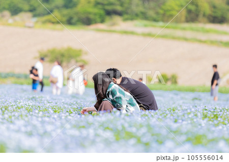 ネモフィラの花畑とカップル ネモフィラの花畑とカップル 105556014