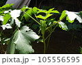 オクラ 105556595