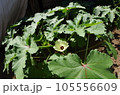 オクラの花 105556609
