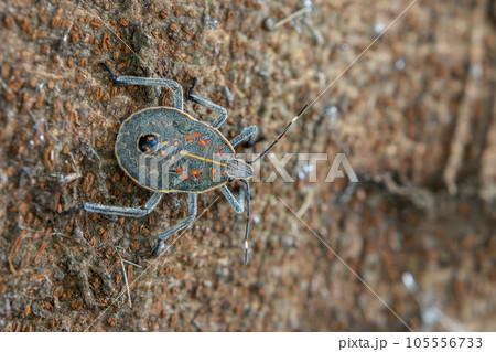 キマダラカメムシ幼虫 105556733