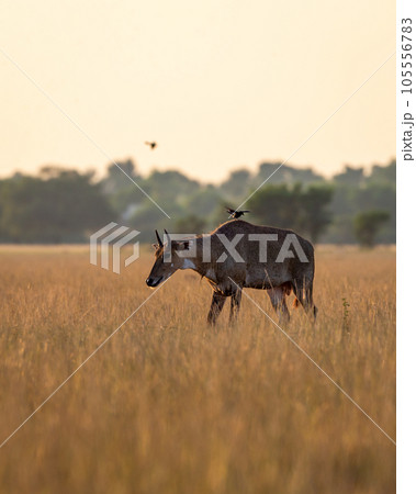wild male nilgai or blue bull or Boselaphus tragocamelus an largest asian antelope of asia in golden hour winter light or backlight in scenic landscape of tal chhapar sanctuary churu rajasthan india wild male nilgai or blue bull or Boselaphus tragocamelus an largest asian antelope of asia in golden hour winter light or backlight in scenic landscape of tal chhapar sanctuary churu rajasthan india 105556783