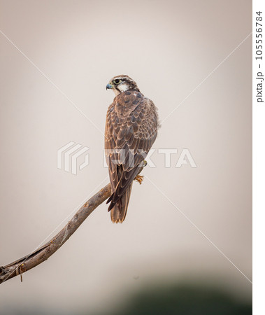Laggar falcon or Falco jugger bird closeup perched on branch in natural background during winter morning safari at tal chhapar blackbuck sanctuary rajasthan india asia 105556784
