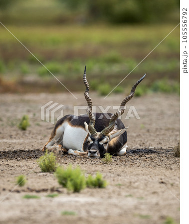 Big horned wild male blackbuck or antilope cervicapra or Indian antelope resting in velavadar blackbuck national park gujrat india asia 105556792