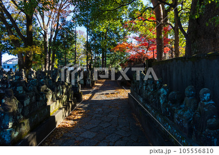 秋の小江戸川越　紅葉の喜多院　五百羅漢 105556810
