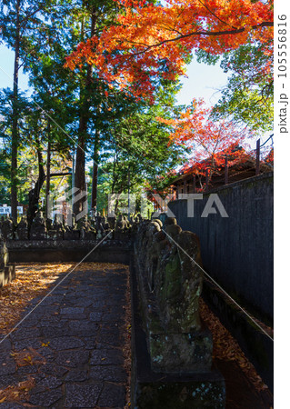 秋の小江戸川越　紅葉の喜多院　五百羅漢 105556816