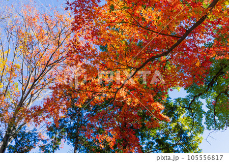 秋の小江戸川越　紅葉の喜多院　五百羅漢 105556817