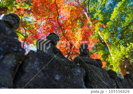 秋の小江戸川越　紅葉の喜多院　五百羅漢 105556826