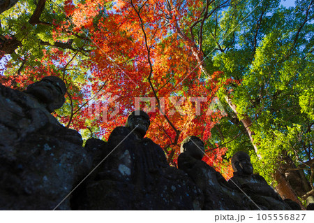 秋の小江戸川越　紅葉の喜多院　五百羅漢 105556827