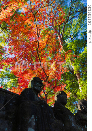秋の小江戸川越　紅葉の喜多院　五百羅漢 105556830