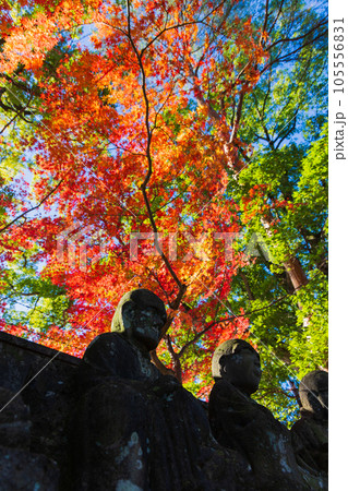秋の小江戸川越　紅葉の喜多院　五百羅漢 105556831
