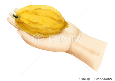 Sukkot etrog fruit taken in hand for selecting for Jewish holiday species ritual watercolor illustration isolated on white background. Yellow citron citrus design element Sukkot etrog fruit taken in hand for selecting for Jewish holiday species ritual watercolor illustration isolated on white background. Yellow citron citrus design element 105556869
