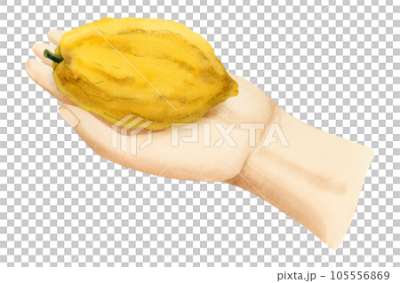 Sukkot etrog fruit taken in hand for selecting for Jewish holiday species ritual watercolor illustration isolated on white background. Yellow citron citrus design element Sukkot etrog fruit taken in hand for selecting for Jewish holiday species ritual watercolor illustration isolated on white background. Yellow citron citrus design element 105556869
