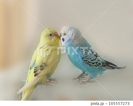 仲良し2羽のセキセイインコのメルとララ 仲良し2羽のセキセイインコのメルとララ 105557273