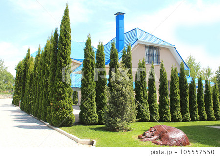 House with blue roofs with green thujas and lawn with statue of bear. Hedge in landscape design 105557550