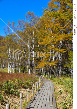 秋 奥日光 小田代ヶ原 遊歩道 秋 奥日光 小田代ヶ原 遊歩道 105557593