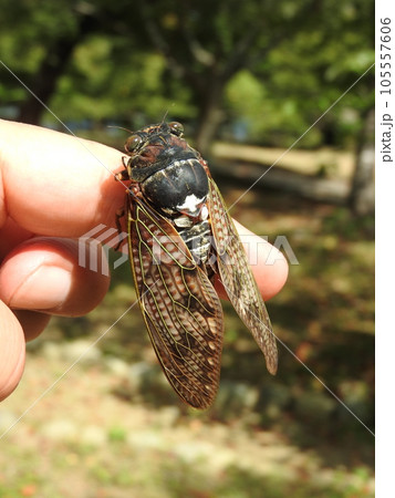 手にとまったアブラゼミ 手にとまったアブラゼミ 105557606
