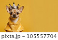 Advertising portrait, banner, serious looking chihuahua dog dressed in a queen outfit, isolated on yellow background 105557704