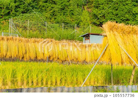 【稲素材】中野の棚田・はさがけされた稲【山梨県】 105557736