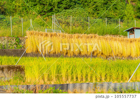 【稲素材】中野の棚田・はさがけされた稲【山梨県】 【稲素材】中野の棚田・はさがけされた稲【山梨県】 105557737