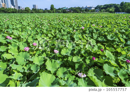 夏の上野恩賜公園　不忍池の一面に広がるハス【東京都・台東区】 105557757