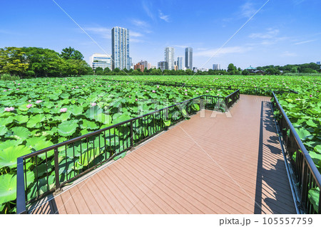 夏の上野恩賜公園 不忍池 蓮見デッキの風景【東京都・台東区】の写真素材 [105557759] - PIXTA