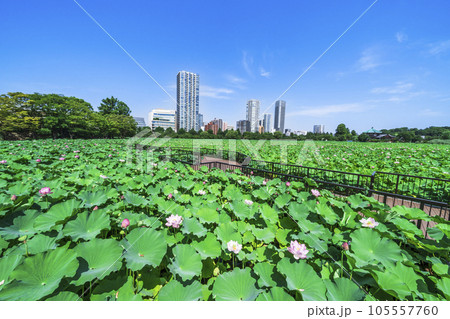 夏の上野恩賜公園 不忍池 蓮見デッキの風景【東京都・台東区】 夏の上野恩賜公園 不忍池 蓮見デッキの風景【東京都・台東区】 105557760