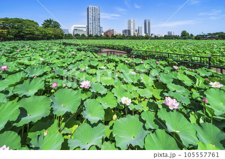 夏の上野恩賜公園 不忍池 蓮見デッキの風景【東京都・台東区】の写真素材 [105557761] - PIXTA