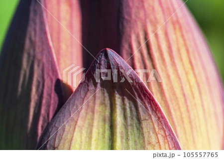 色鮮やかな蓮の蕾 105557765