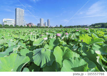 夏の上野恩賜公園　不忍池の一面に広がるハス【東京都・台東区】 105557766