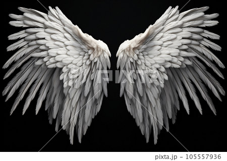 White Feather Wings Isolated on Black Backgroundのイラスト素材 [105557936] - PIXTA