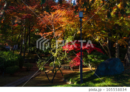 秋の小江戸川越 紅葉の喜多院 紅葉山庭園 秋の小江戸川越 紅葉の喜多院 紅葉山庭園 105558034