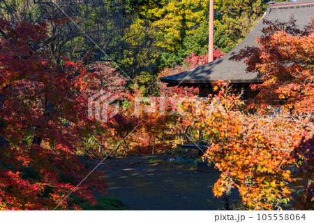 秋の小江戸川越 紅葉の喜多院 紅葉山庭園 秋の小江戸川越 紅葉の喜多院 紅葉山庭園 105558064