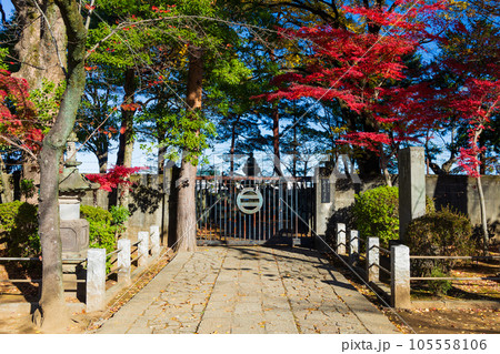 秋の小江戸川越　紅葉の喜多院　五百羅漢 105558106