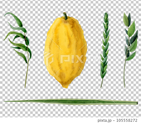 Sukkot plants illustration set of traditional symbols. Four species etrog, hadass, lulav, aravah or watercolor willow and myrtle branches, citron, palm frond isolated on white background Sukkot plants illustration set of traditional symbols. Four species etrog, hadass, lulav, aravah or watercolor willow and myrtle branches, citron, palm frond isolated on white background 105558272