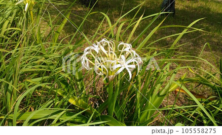高浜北公園に咲く白い花はハマユウの花 105558275