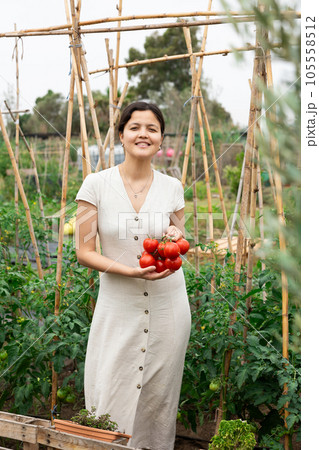 Asian woman tomatoes harvest Asian woman tomatoes harvest 105558512